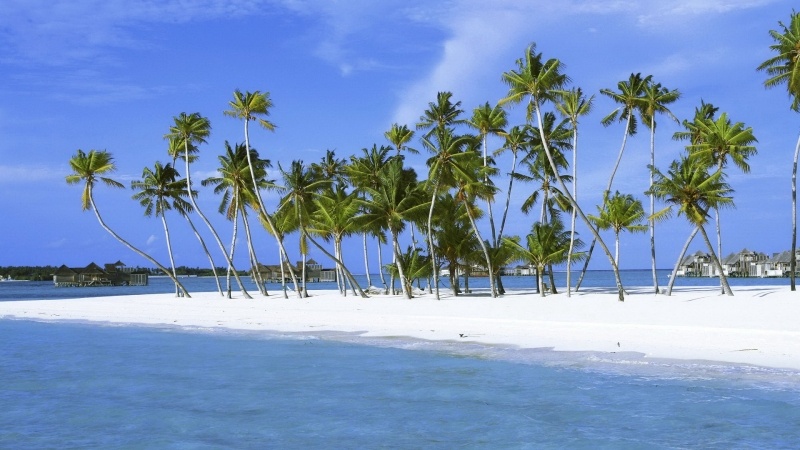 Fond d'écran plage de rêve cocotier palmier sable blanc mer île wallpaper PC bureau Windows Mac OS smartphone tablette