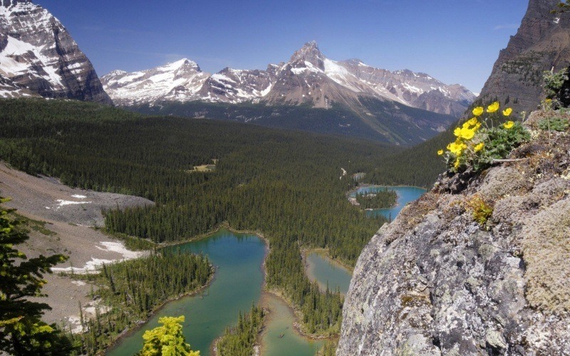 fond écran paysage de haute montagne nature fleurs jaune lac wallpaper