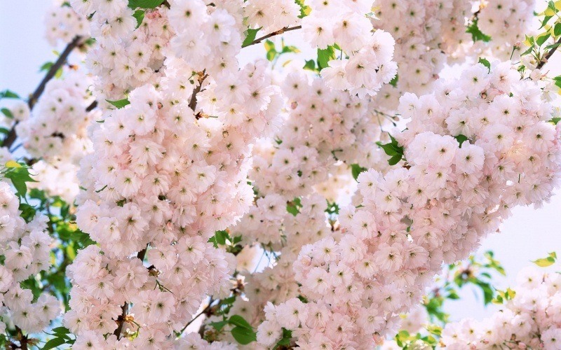 fond écran hd fleurs de pommier printemps wallpaper picture image