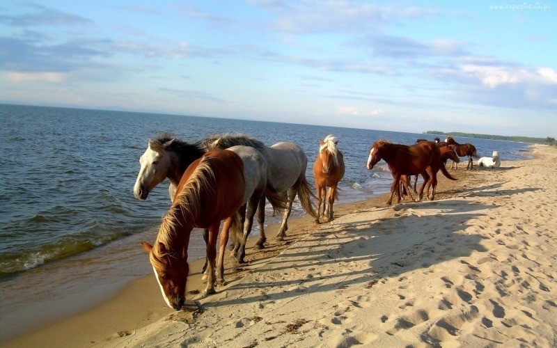 fond d'écran HD gratuit chevaux sur plage photo wallpaper horses on beach free