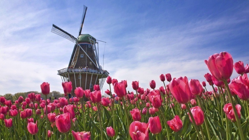 fond d'écran HD paysage Hollande tulipes rouges roses moulin à vent wallpaper
