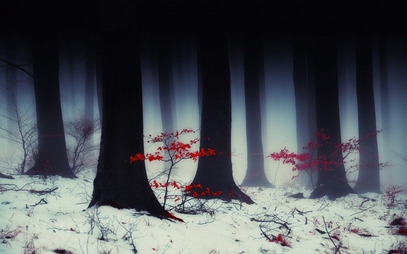 fond écran HD nature forêt neige image Janek Sedlar wallpaper