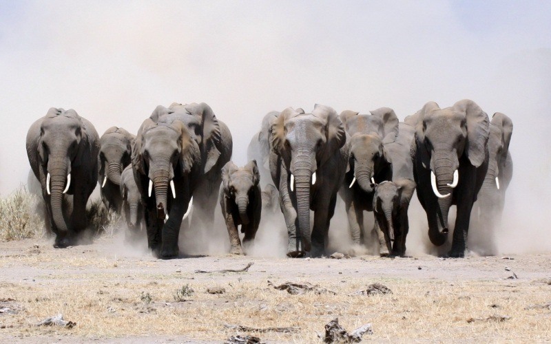 fond écran HD animal éléphants sauvages horde poussière wallpaper photo image bureau Windows