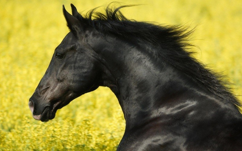 Fond d'écran HD cheval étalon noir court dans prairie téléchargement gratuit wallpaper photo