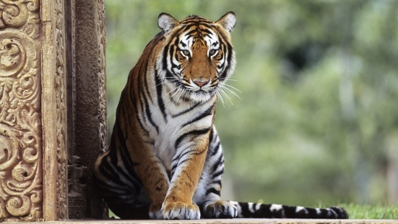 Fond écran HD tigre assis dans un temple télécharger photo image gratuit