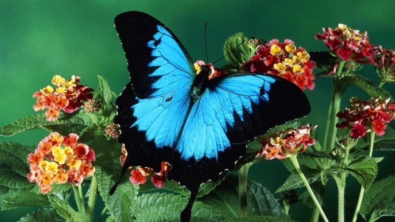 Fond d'écran HD papillon bleu et noir posé sur fleurs télécharger image gratuit pour votre PC
