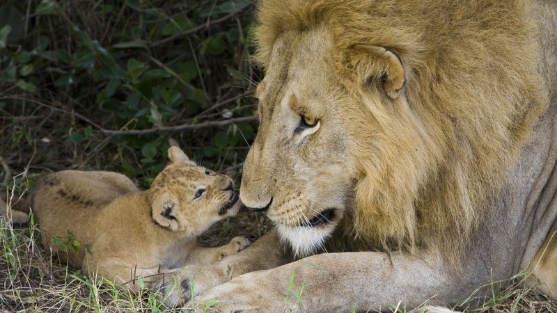 Fond d'écran HD lion mâle et lionceau animaux sauvage photo télécharger gratuit
