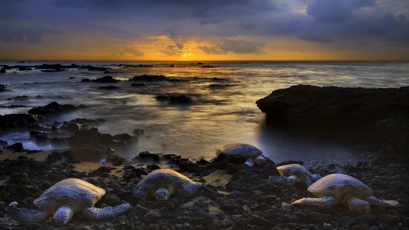 Fond d'écran HD tortues sur rivage télécharger photo gratuite lever soleil