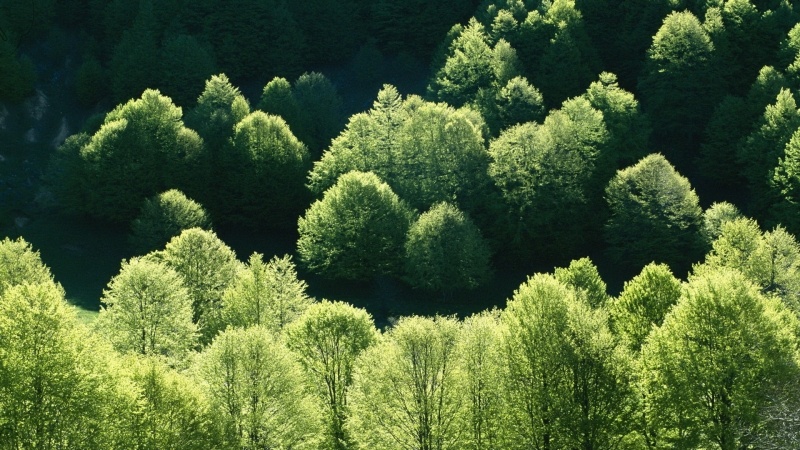 Fond d'écran HD forêt ensoleillée photo télécharger gratuit