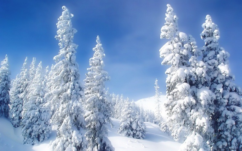 Fond d'écran HD sapins sous la neige en montagne 