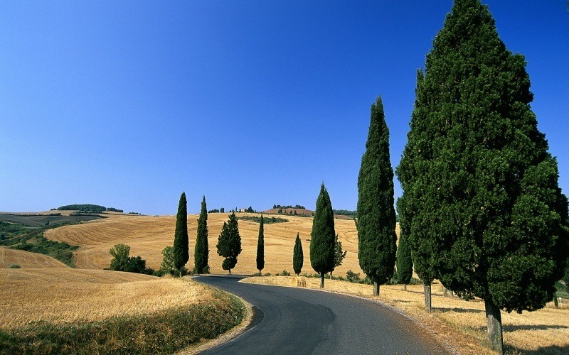 Fond d'écran HD Sienne Toscane Italie champs de blé été cyprès ciel bleu azur téléchargement gratuit