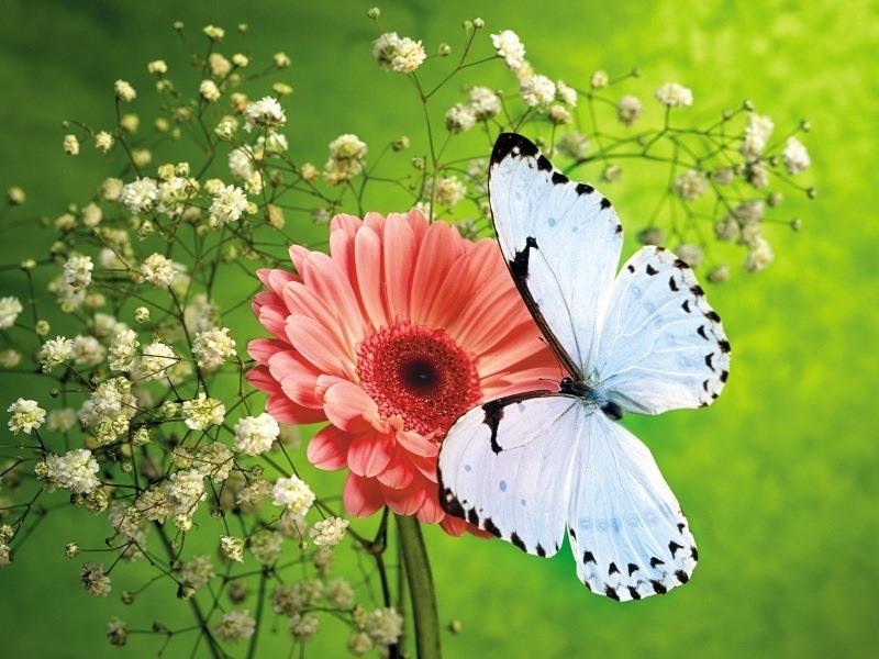 fond d'écran butterfly papillon bleu et noir sur fleur rouge wallpaper télécharger gratuit