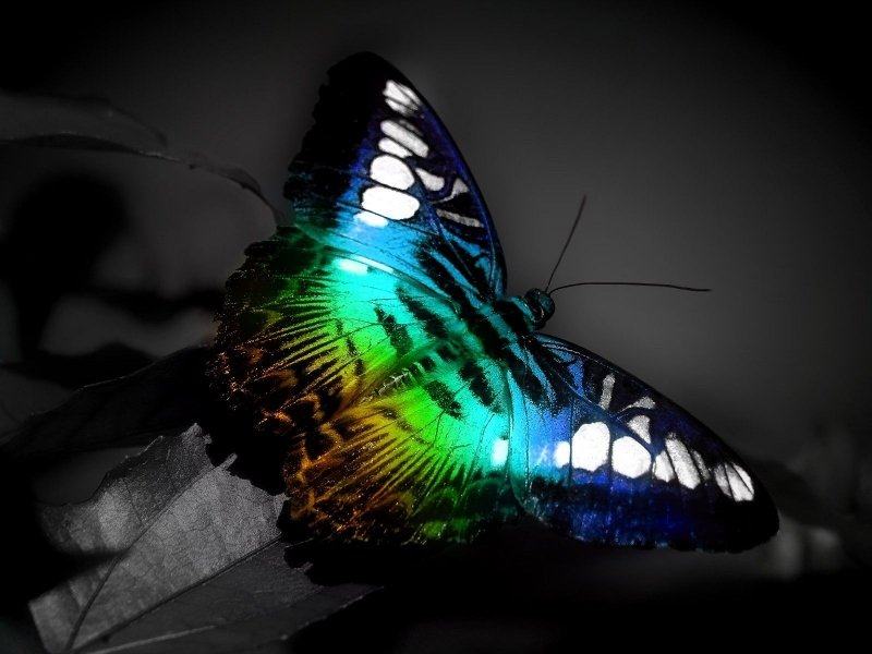 fond d'écran HD butterfly papillon multicolore image picture