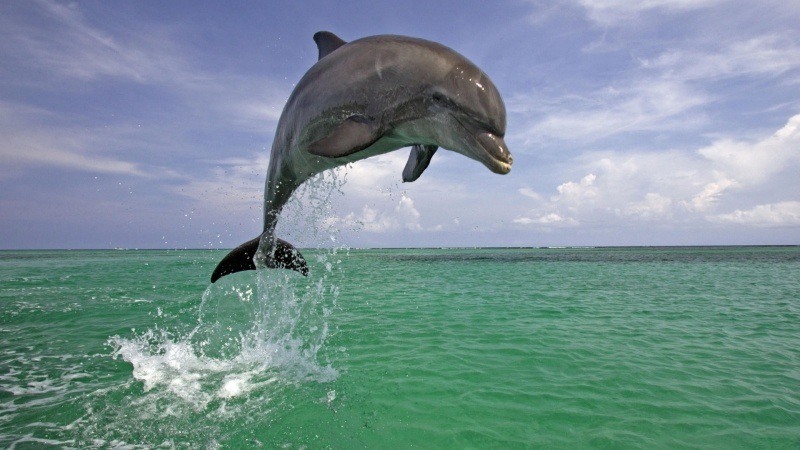 Fond d'écran HD animaux sauvage dauphin qui bondit dans l'océan wallpaper gratuit pour PC smartphone tablette Mac OS