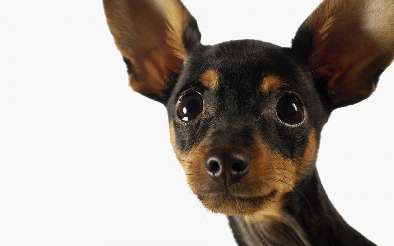 Fond d'écran HD chien Chihuahua gros plan tête téléchargement gratuit pour PC smartphone Mac tablette