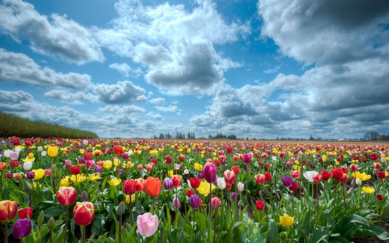 fond écran champs de tulipes wallpaper HD photo télécharger gratuit