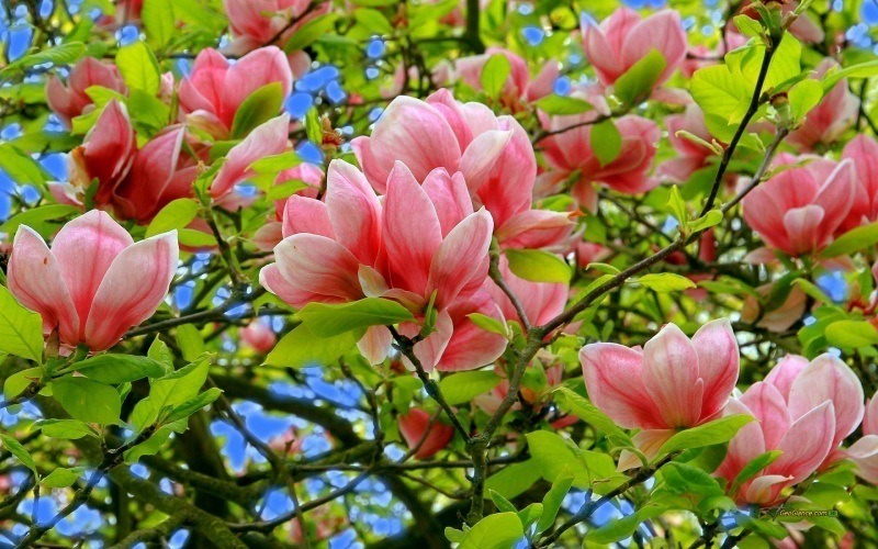 fond écran nature fleur du printemps magnolia rose wallpaper hd photo