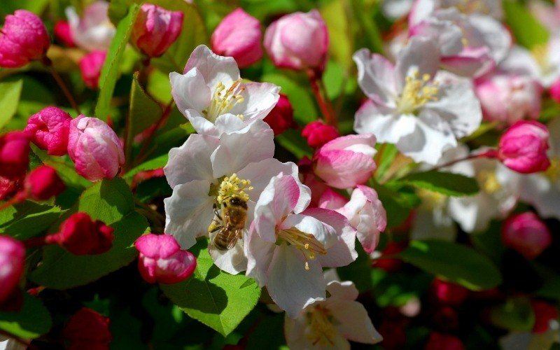 abeille butinant fleurs de pommier photo wallpaper HD