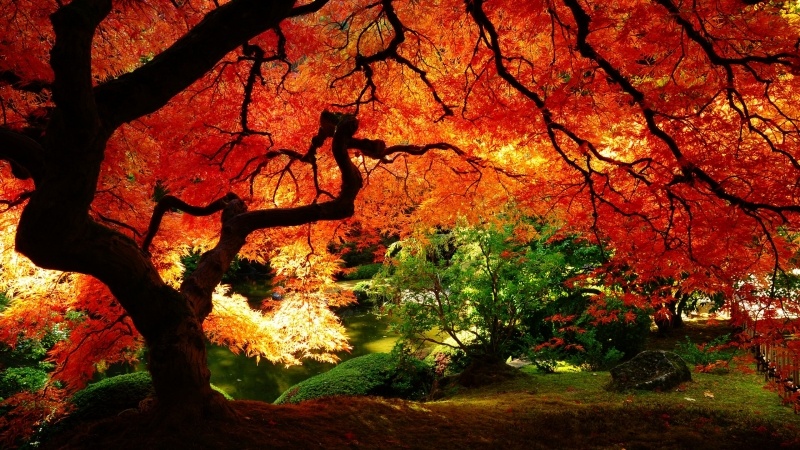 paysage nature automne jardin érable japonais rouge fond d'écran HD wallpaper