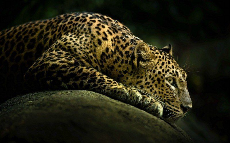 fond écran animal sauvage léopard allongé sur rocher wallpaper photo félin
