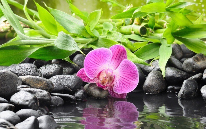 fond écran HD paysage nature orchidée sauvage photo desktop wallpaper background flower