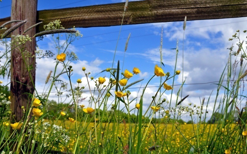 fond écran HD paysage nature prairie fleurs été barrière bois ciel bleu wallpaper photo gratuit