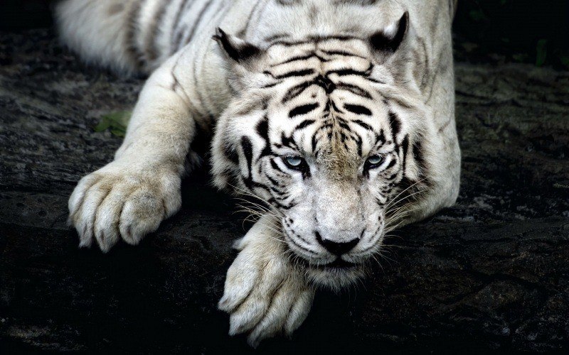 fond écran hd animal sauvage tigre blanc  yeux bleu gratuit wallpaper white tiger desktop image photo