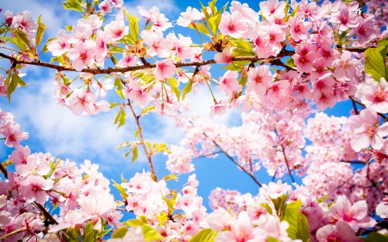 fond écran HD fleurs de printemps rose sur branche et ciel bleu wallpaper pink flowers spring desktop bureau Windows Mac smartphone mobile