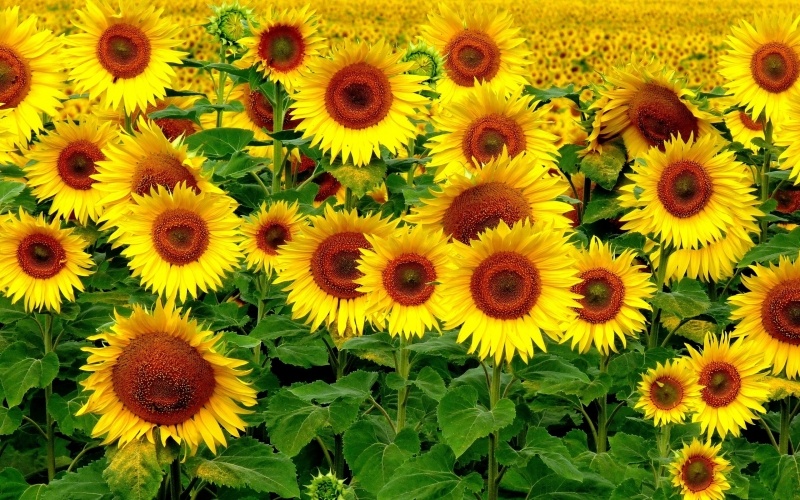fond écran HD nature paysage champs de tournesol wallpaper sunflowers background photo