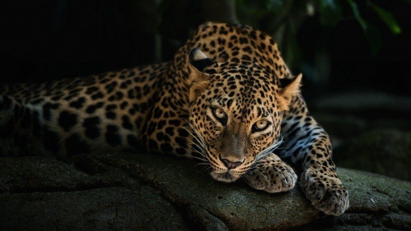 fond écran animal HD sauvage léopard couché regard background wallpaper free desktop