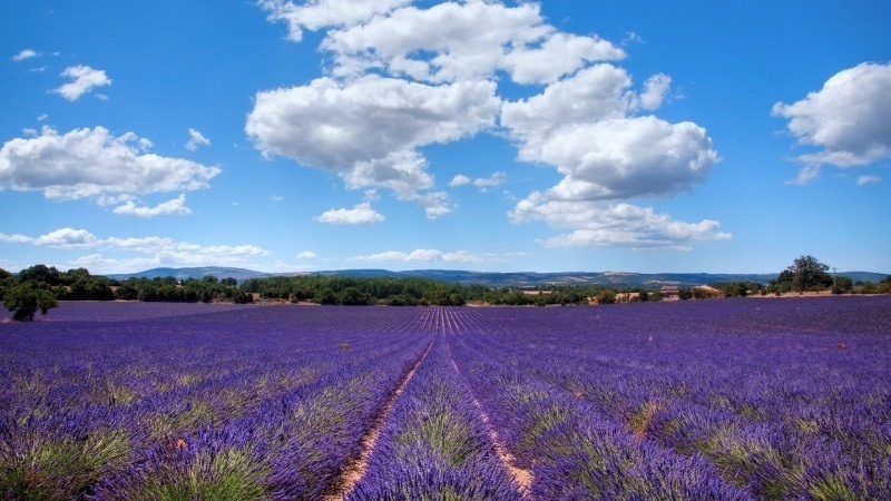 fond écran HD nature paysage champs de lavande en Provence France wallpaper photo