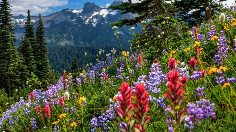 fond d'écran paysage HD gratuit montagne prairie fleuries d'altitude wallpaper photo gratuit