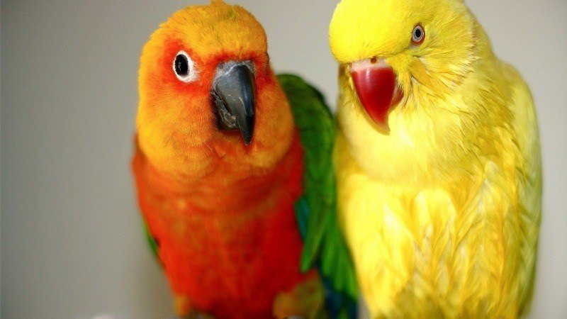 fond écran HD gratuit animal oiseaux perroquet multicolore inséparable couple wallpaper background parrot free