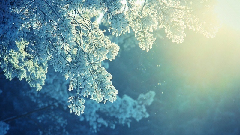 fond écran hiver HD nature paysage neige soleil arbre wallpaper background PC Mac smartphone tablette