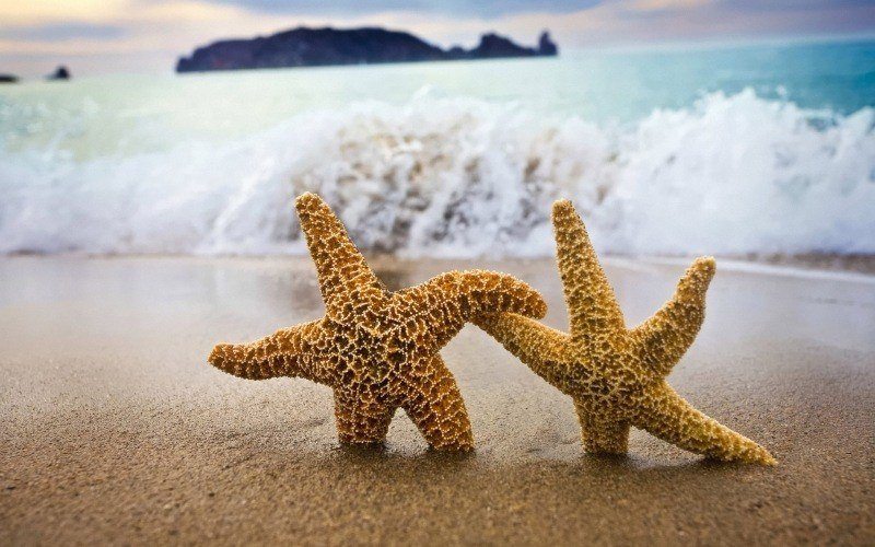 fond d'écran hd nature photo étoile de mer couple sur plage wallpaper background