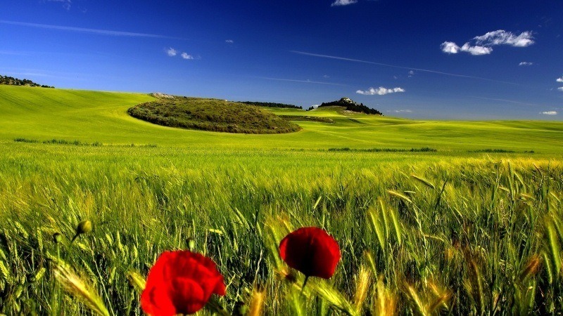 fond écran hd nature champs de blé vert fleurs coquelicots ciel bleu wallpaper photo free picture