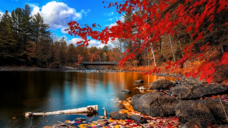 fond d'écran HD gratuit paysage automne érable couleur rouge ciel bleu rivière pont wallpaper photo