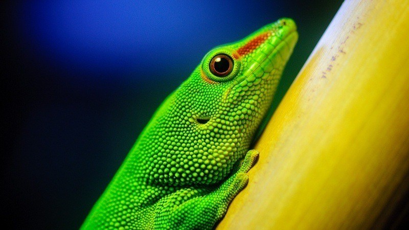 nature animal reptile lézard vert en gros plan fond écran HD wallpaper