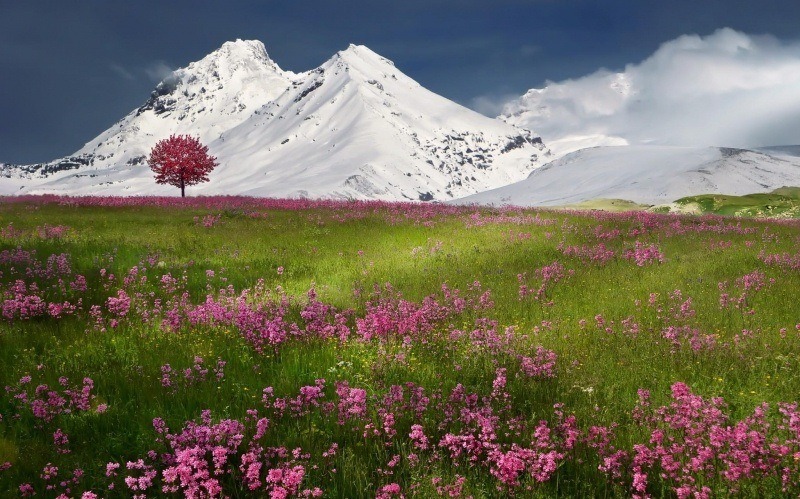 fond écran HD nature réveil du printemps prairie fleur montagne blanche neige ciel bleu wallpaper photo