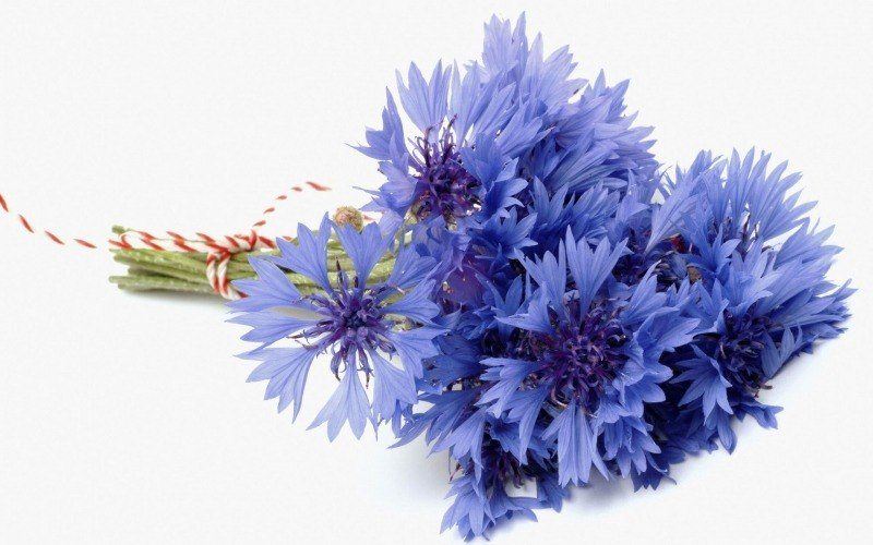 fond d'écran HD nature fleur bleuets en bouquet sur fond blanc wallpaper flowers picture image