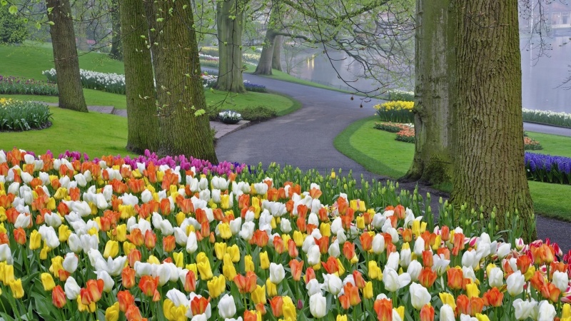 fond écran hd nature parc tulipe blanche rose orange printemps wallpaper picture flowers photo desktop