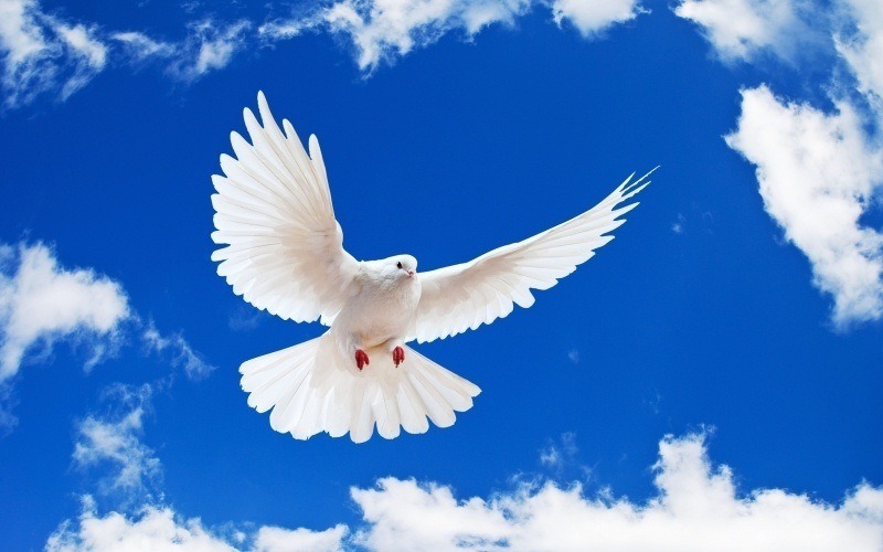 fond écran animal colombe blanche oiseau dans ciel bleu wallpaper pictures photo vogel white bird in the sky