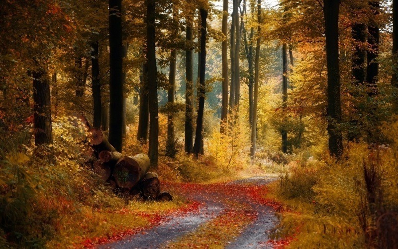 fond écran hd paysage chemin forêt automne feuille rousse téléchager wallpaper photo desktop autumn forest