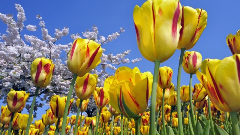 fond d'écran HD nature fleurs champs tulipes jaune rouge arbre cerisier blanc en fleur sur fond de ciel bleu wallpaper picture image