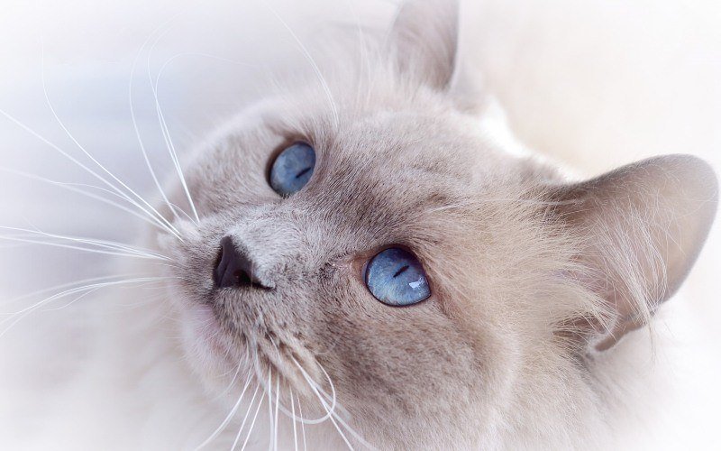 fond écran HD chat blanc crème regard yeux bleu picture image photo