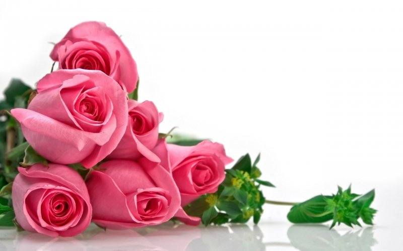 fond écran hd fleur plantes roses bouquet pink flowers wallpaper pictures images desktop bureau