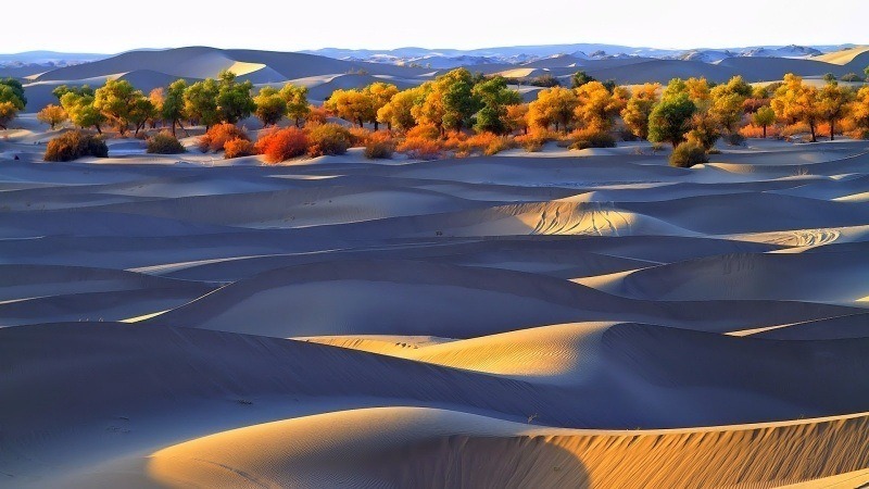 paysage désert dunes sable blanche et arbre broussailles fond écran image wallpaper HD