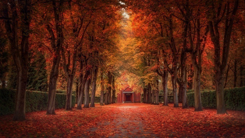 fond d'écran hd paysage automne allée parc jardin feuilles rousses arbres images photo wallpaper autumn