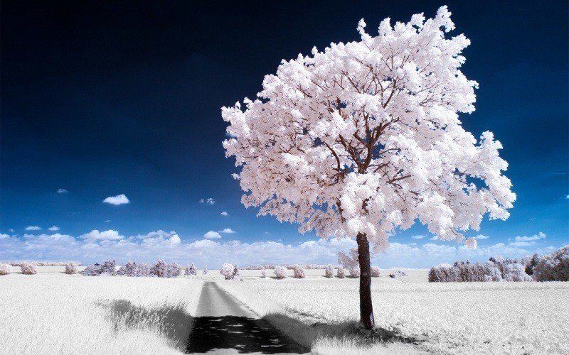 fond écran HD paysage grand froid nature hiver herbes et arbre givrés ciel bleu route nature image desktop picture snow road wallpaper