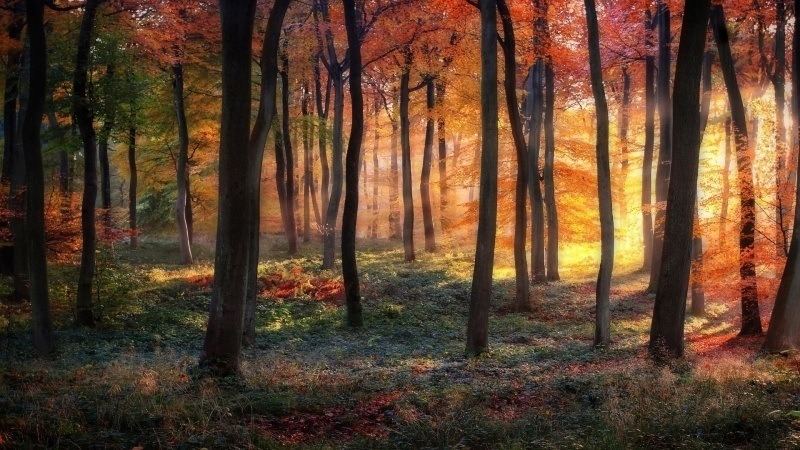 fond d'écran HD paysage arbre forêt feuilles sous bois automne coloré rayon de soleil wallpaper nature forest sun rays tree leaves pictu